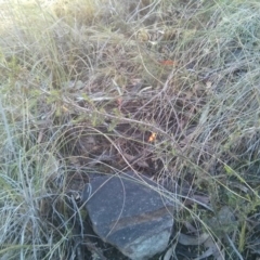 Dillwynia phylicoides at Acton, ACT - 12 Oct 2017 08:53 AM