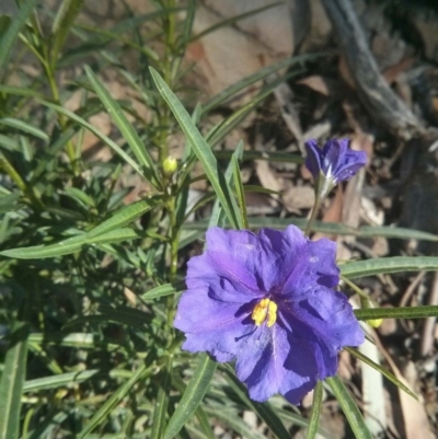 Solanum linearifolium (Kangaroo Apple) at Acton, ACT - 12 Oct 2017 by WalterEgo