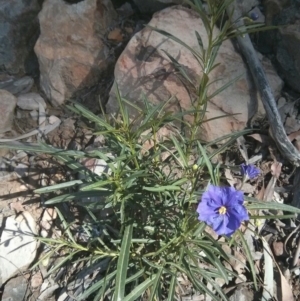 Solanum linearifolium at Acton, ACT - 12 Oct 2017 09:33 AM