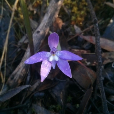 Glossodia major (Wax Lip Orchid) at Acton, ACT - 12 Oct 2017 by WalterEgo