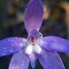 Glossodia major at Acton, ACT - suppressed