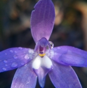 Glossodia major at Acton, ACT - 12 Oct 2017