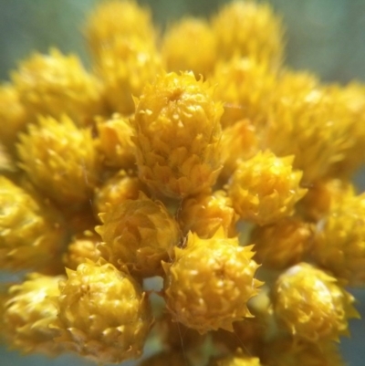 Chrysocephalum semipapposum (Clustered Everlasting) at Acton, ACT - 12 Oct 2017 by WalterEgo