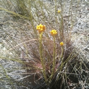 Chrysocephalum semipapposum at Acton, ACT - 12 Oct 2017