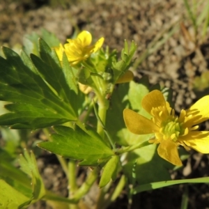 Ranunculus muricatus at Molonglo River Reserve - 3 Oct 2017