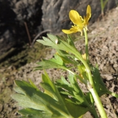 Ranunculus muricatus at Molonglo River Reserve - 3 Oct 2017 06:15 PM