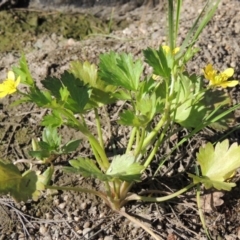 Ranunculus muricatus at Molonglo River Reserve - 3 Oct 2017