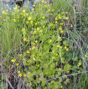 Ranunculus muricatus at Molonglo River Reserve - 3 Oct 2017 06:15 PM