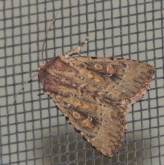 Dasygaster padockina (Tasmanian Cutworm) at Pollinator-friendly garden Conder - 22 Mar 2015 by michaelb