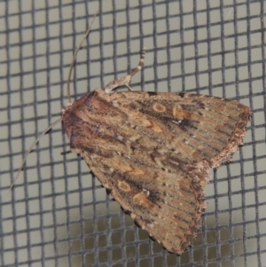 Dasygaster padockina at Conder, ACT - 23 Mar 2015 12:30 AM