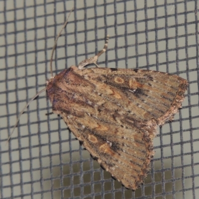 Dasygaster padockina (Tasmanian Cutworm) at Conder, ACT - 23 Mar 2015 by MichaelBedingfield