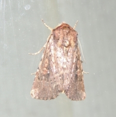 Dasygaster padockina at Conder, ACT - 23 Mar 2015 12:30 AM