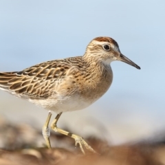 Calidris acuminata (Sharp-tailed Sandpiper) at Wallagoot, NSW - 13 Oct 2017 by Leo