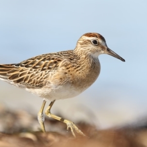 Calidris acuminata at Wallagoot, NSW - 13 Oct 2017