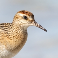 Calidris acuminata at Wallagoot, NSW - 13 Oct 2017 09:03 AM