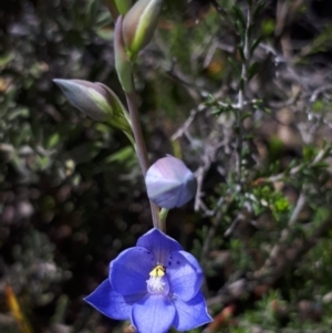 Thelymitra ixioides at Murrumbateman, NSW - suppressed