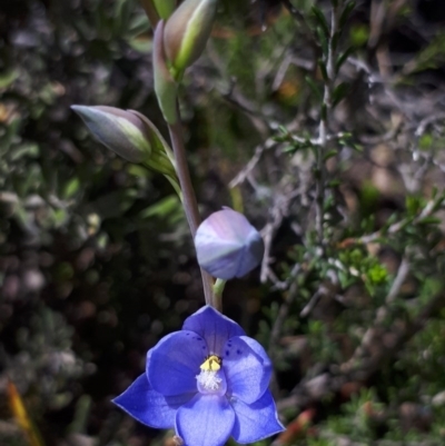 Thelymitra ixioides (Dotted Sun Orchid) at Murrumbateman, NSW - 13 Oct 2017 by SallyandPeter