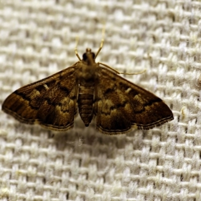 Nacoleia rhoeoalis (A Crambid moth (Spilomelinae) at O'Connor, ACT - 11 Oct 2017 by ibaird