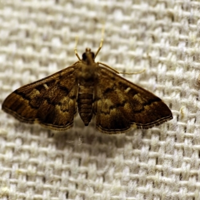 Nacoleia rhoeoalis (Spilomelinae) at O'Connor, ACT - 11 Oct 2017 by ibaird