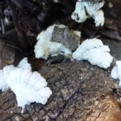 Schizophyllum commune (Split Gill Fungus) at Namadgi National Park - 10 Oct 2017 by JanetRussell