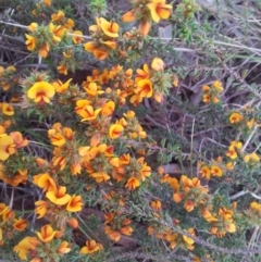 Pultenaea procumbens (Bush Pea) at Little Taylor Grasslands - 9 Oct 2017 by RosemaryRoth