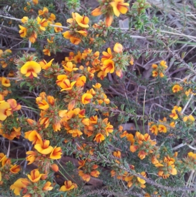 Pultenaea procumbens (Bush Pea) at Little Taylor Grasslands - 9 Oct 2017 by RosemaryRoth