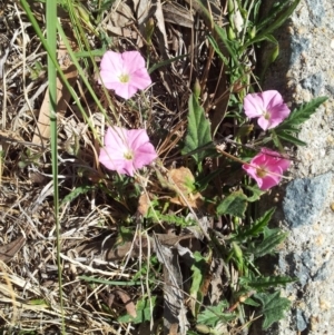 Convolvulus angustissimus subsp. angustissimus at Kambah, ACT - 13 Oct 2017 11:42 AM