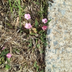 Convolvulus angustissimus subsp. angustissimus at Kambah, ACT - 13 Oct 2017 11:42 AM