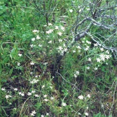 Stellaria pungens (Prickly Starwort) at Rob Roy Range - 19 Nov 2000 by michaelb