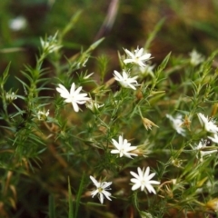 Stellaria pungens (Prickly Starwort) at Conder, ACT - 13 Dec 1999 by MichaelBedingfield