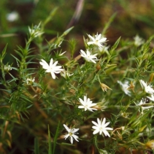 Stellaria pungens at Conder, ACT - 13 Dec 1999