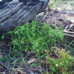 Stellaria pungens (Prickly Starwort) at Conder, ACT - 9 Jun 2000 by MichaelBedingfield