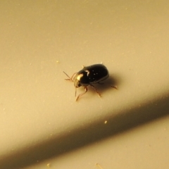 Ditropidus sp. (genus) (Leaf beetle) at Pollinator-friendly garden Conder - 9 Sep 2017 by michaelb