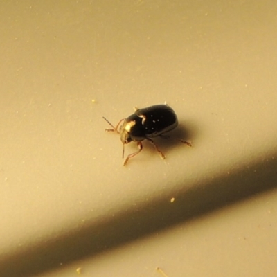 Ditropidus sp. (genus) (Leaf beetle) at Conder, ACT - 9 Sep 2017 by MichaelBedingfield