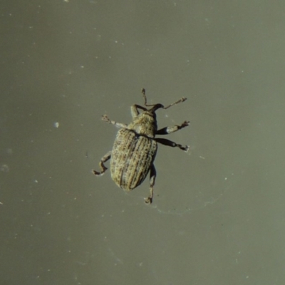 Melanterius sp. (genus) (Unidentified Melanterius weevil) at Pollinator-friendly garden Conder - 23 Sep 2017 by michaelb