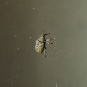 Melanterius sp. (genus) at Conder, ACT - 24 Sep 2017