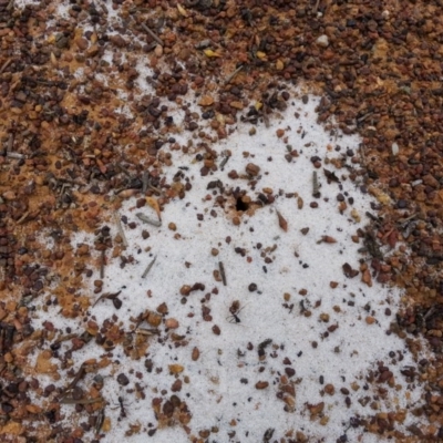 Iridomyrmex purpureus (Meat Ant) at Mount Ainslie - 13 Oct 2017 by mtainslieweeders