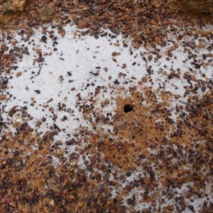 Iridomyrmex purpureus at Campbell, ACT - 14 Oct 2017