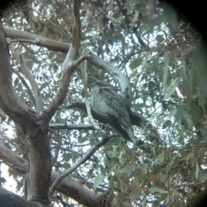 Podargus strigoides at Acton, ACT - 14 Oct 2017