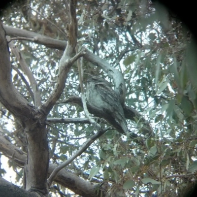 Podargus strigoides (Tawny Frogmouth) at Lake Burley Griffin West - 13 Oct 2017 by WalterEgo