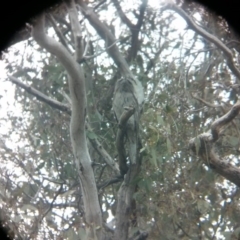 Podargus strigoides at Acton, ACT - 14 Oct 2017 09:49 AM