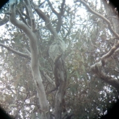 Podargus strigoides at Acton, ACT - 14 Oct 2017 09:49 AM