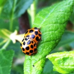 Harmonia conformis (Common Spotted Ladybird) at Hughes, ACT - 13 Oct 2017 by ruthkerruish