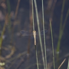 Diplacodes bipunctata (Wandering Percher) at Michelago, NSW - 23 Jan 2015 by Illilanga