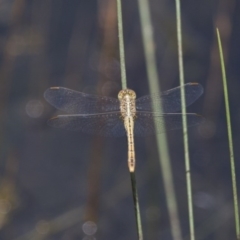 Diplacodes bipunctata at Michelago, NSW - 23 Jan 2015 11:24 AM