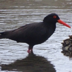 Haematopus fuliginosus (Sooty Oystercatcher) at Batemans Bay, NSW - 10 Oct 2017 by roymcd