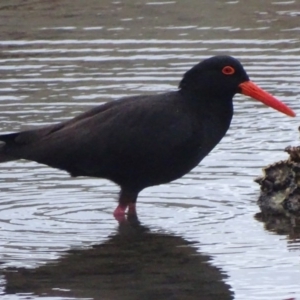 Haematopus fuliginosus at Batemans Bay, NSW - suppressed