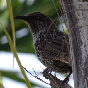 Anthochaera chrysoptera at Batemans Bay, NSW - 11 Oct 2017