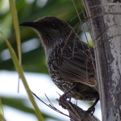 Anthochaera chrysoptera (Little Wattlebird) at Batemans Bay, NSW - 11 Oct 2017 by roymcd
