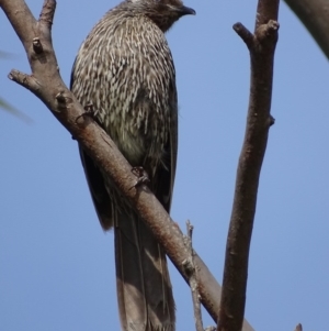 Anthochaera chrysoptera at Batemans Bay, NSW - 11 Oct 2017